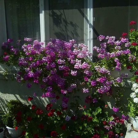 Hrisi 게스트하우스 3*