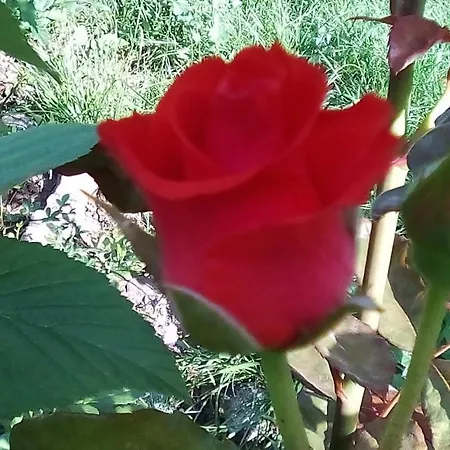 Maison d'hôtes Hrisi