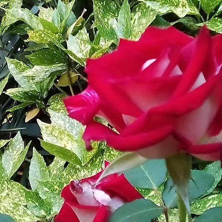 Hrisi Maison d'hôtes 3*